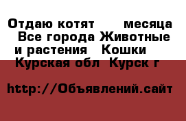 Отдаю котят. 1,5 месяца - Все города Животные и растения » Кошки   . Курская обл.,Курск г.